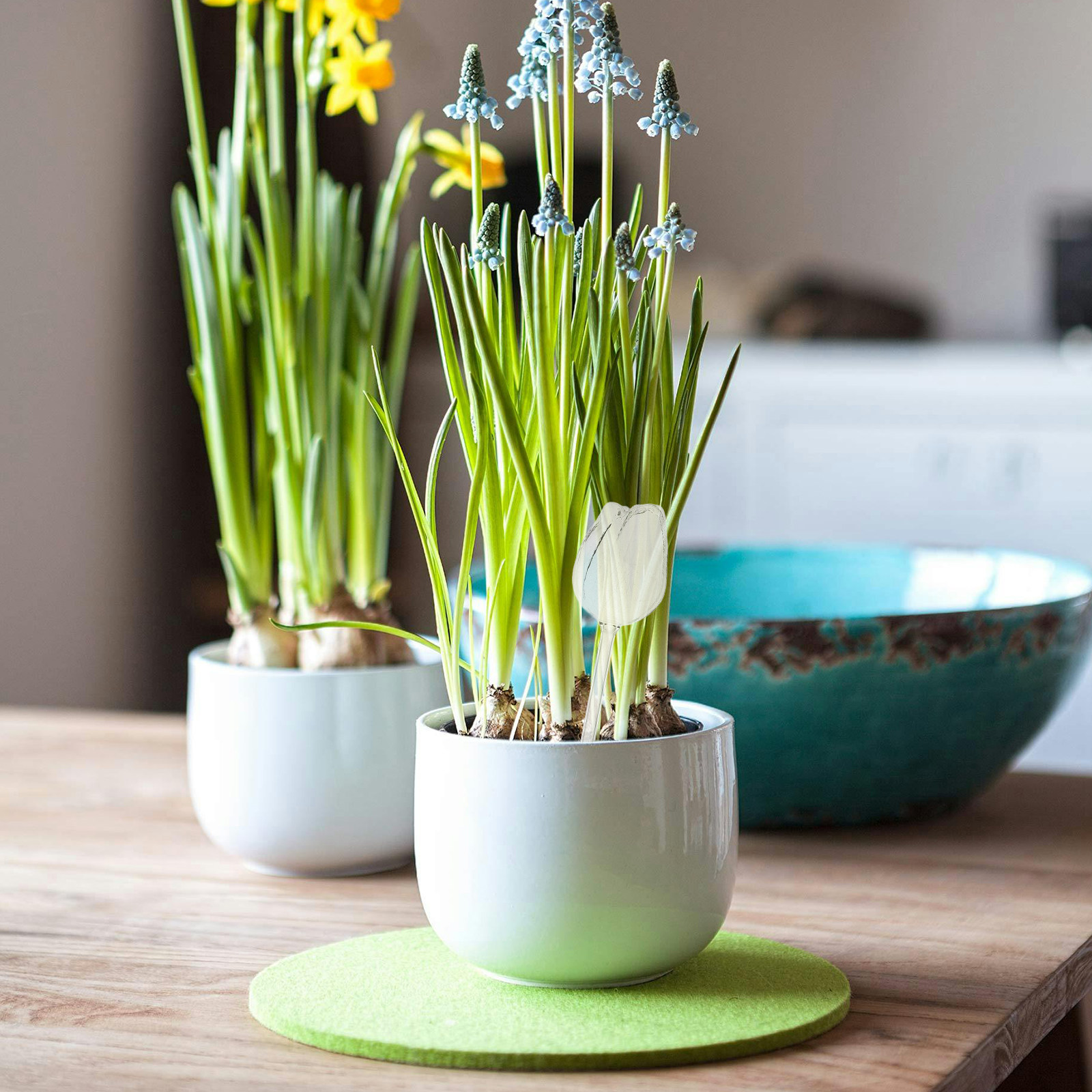 고급 붕규산 유리 재질의 자동 급수 화분용 구형 물통  - Self-Watering Planter 리뷰 및 가격